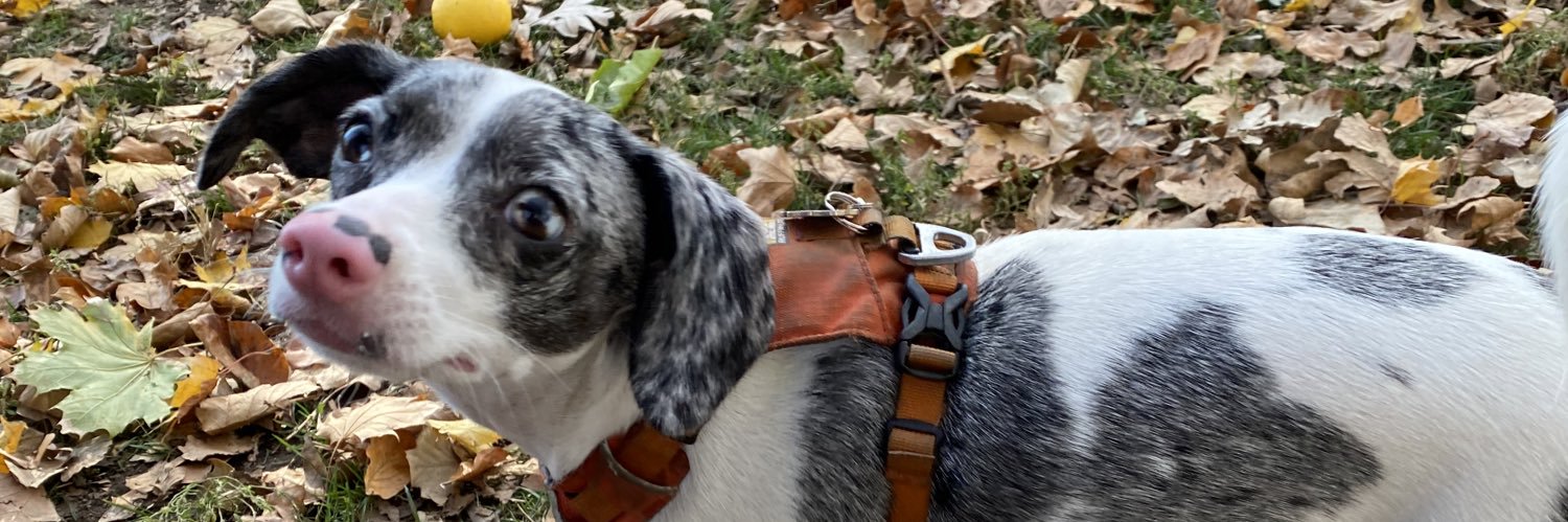 Amy Frances Wright banner