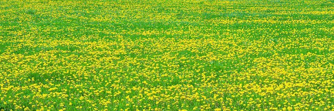 Daisy5007's profile banner image