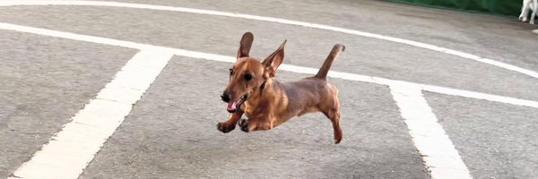 animaiwithK Profile Banner