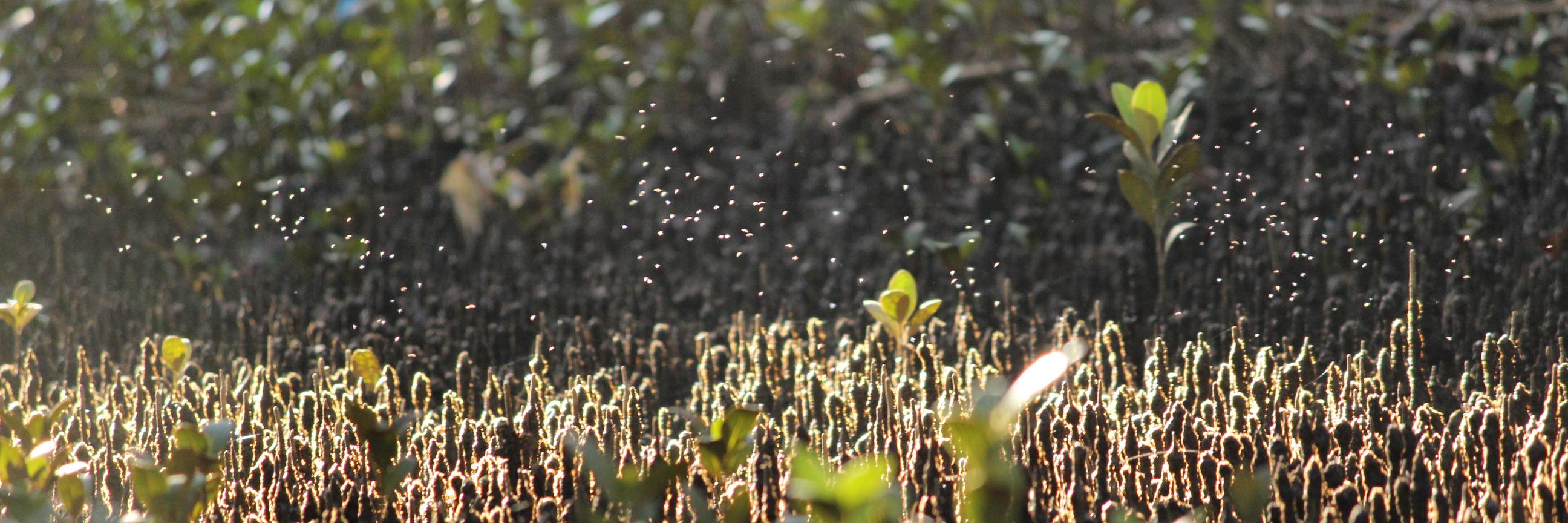 Dr Cameron Webb banner