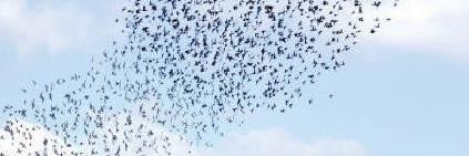 Wilma van der Scheer banner