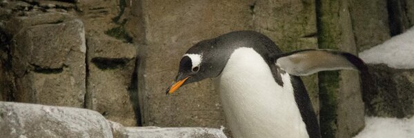 Rich_Harris Profile Banner