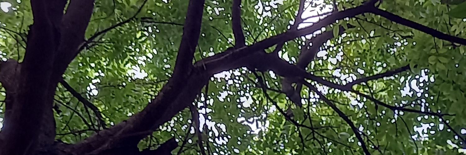 mariarisky's profile banner image