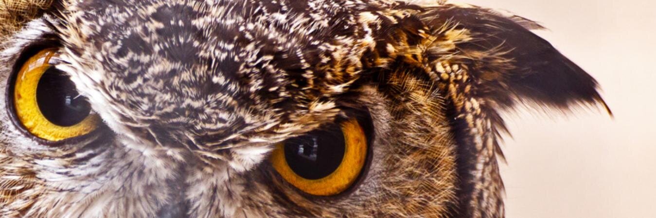 UnusualOwl's profile banner image