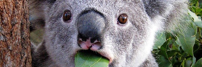 MustacheMaestro's profile banner image