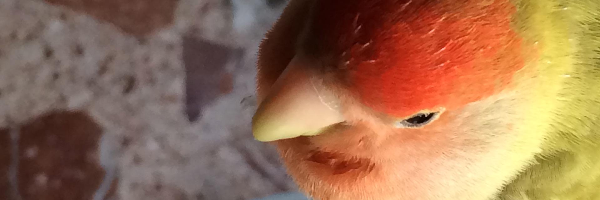 clara_Fe_Iv's profile banner image