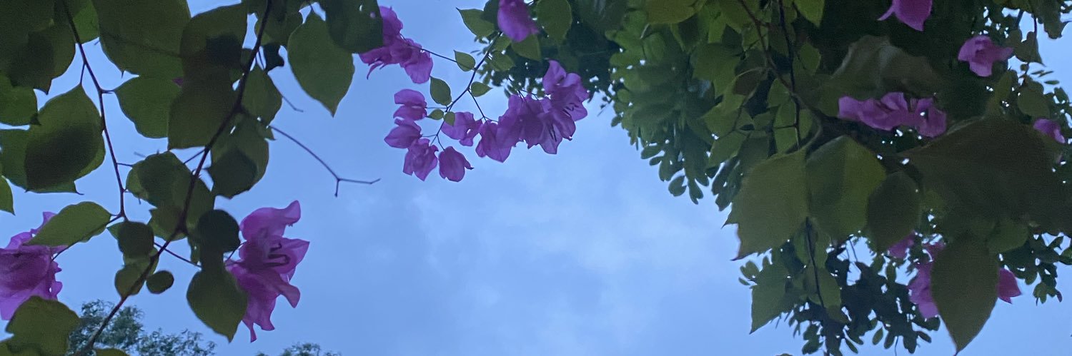 ragdolldolly's profile banner image