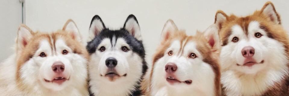 Auszi3's profile banner image