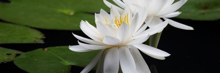 faulinaaaaa's profile banner image
