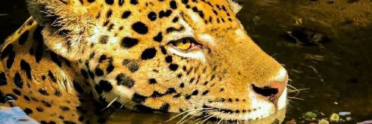 Lopes🐆 banner