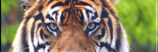 GreeneHoops Profile Banner