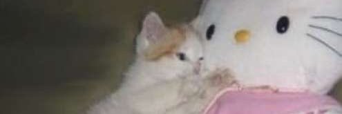 جوجي ي ي ي ي banner