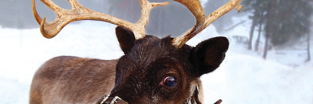 WorldofAnimalsMag banner