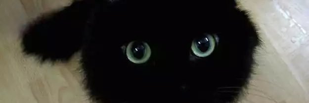 vanmuimui's profile banner image