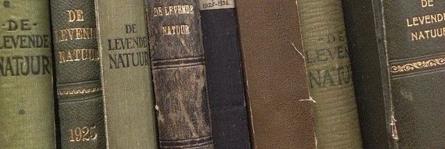 RIA²⁶ | free tag ── .✦ banner