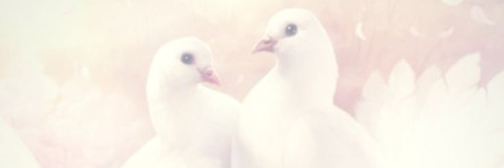 ChloeBird banner