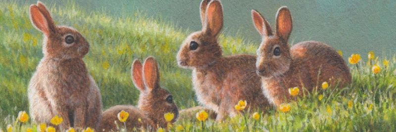 rabbit3602001's profile banner image