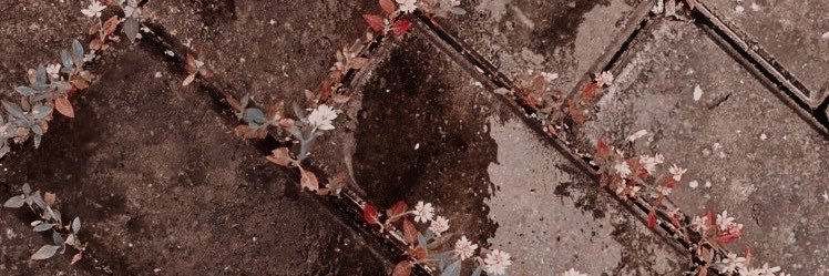 BL0OMINGLILY's profile banner image