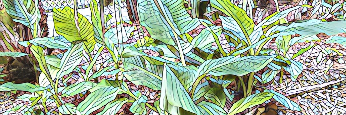 Belinda Fabian banner