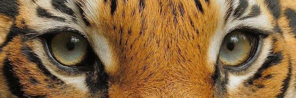 nihmauno Profile Banner