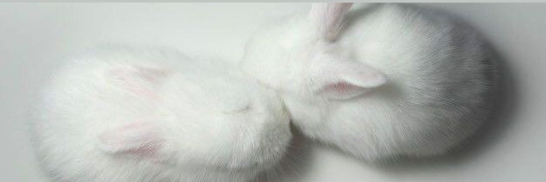 Elenawony's profile banner image