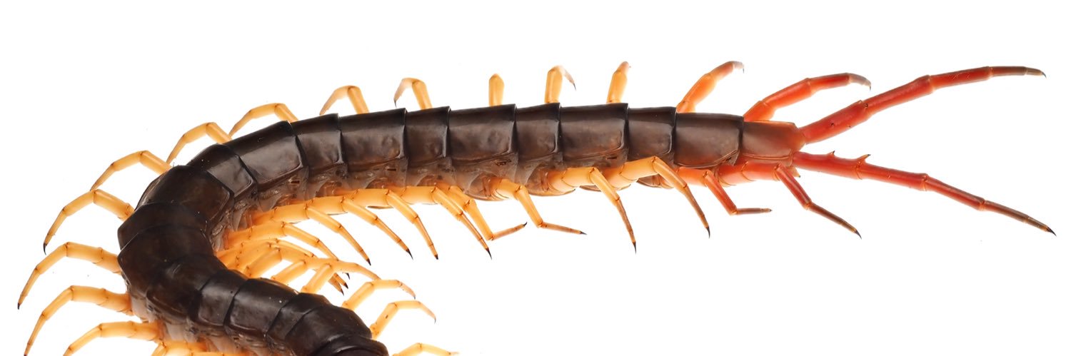 explosi centipede banner