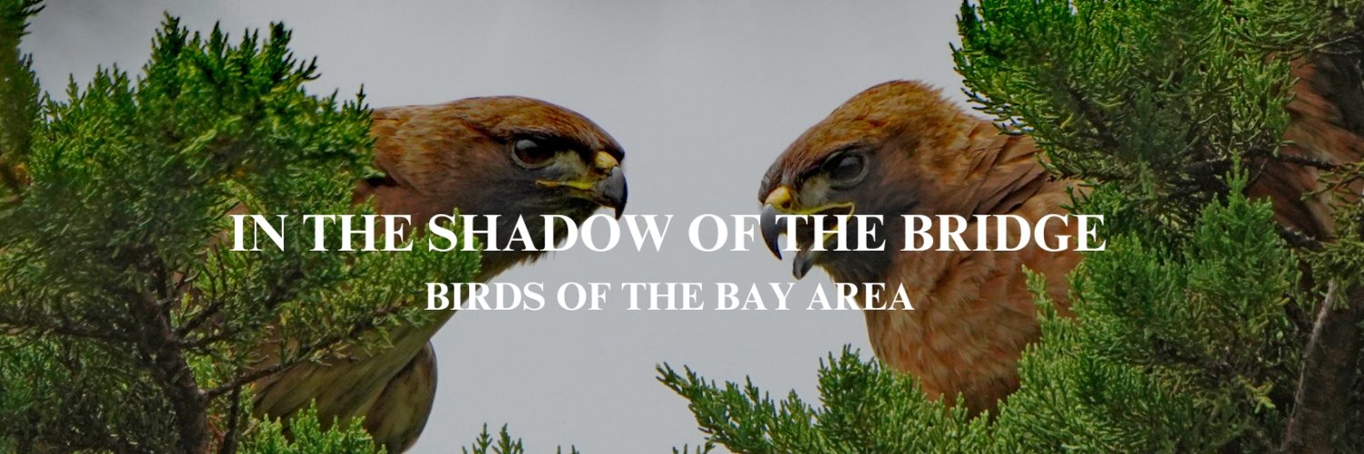 BirdsBayBook's profile banner image