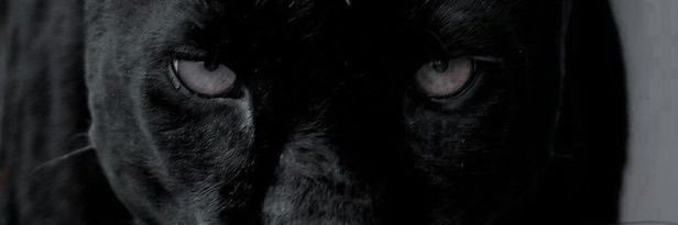 Nat banner