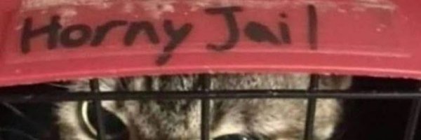 SillyStupidFox_ Profile Banner