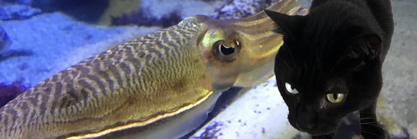 punoco Profile Banner