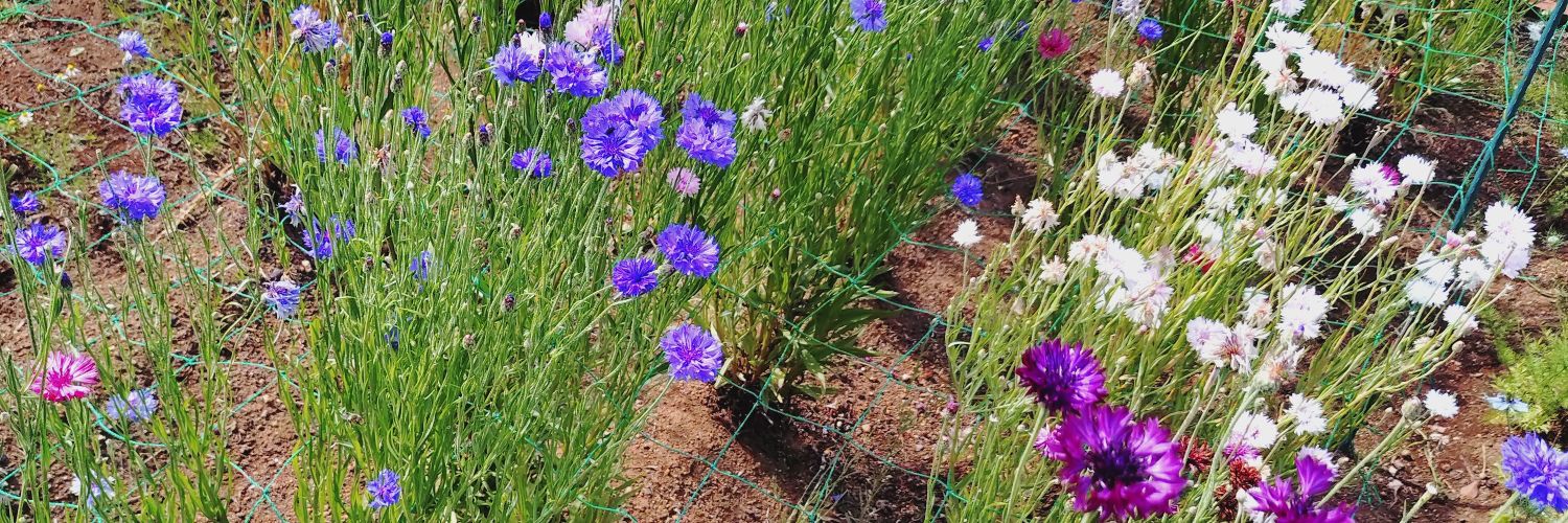 ちあこ(適応障害で休職(2回目)) banner