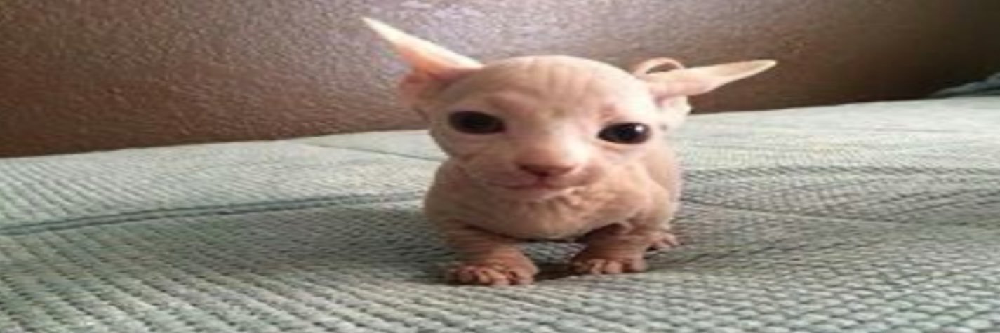 sunghoguinea's profile banner image