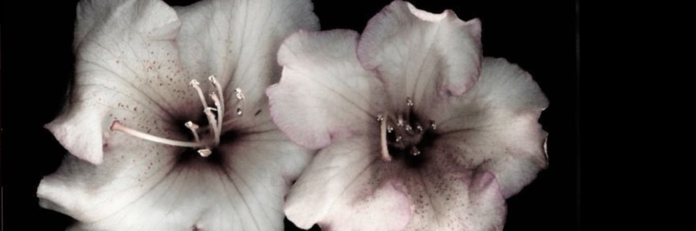 TAMMIE banner
