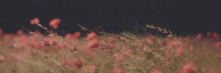 thisflower1616's profile banner image