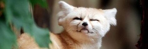 TildatheFob's profile banner image