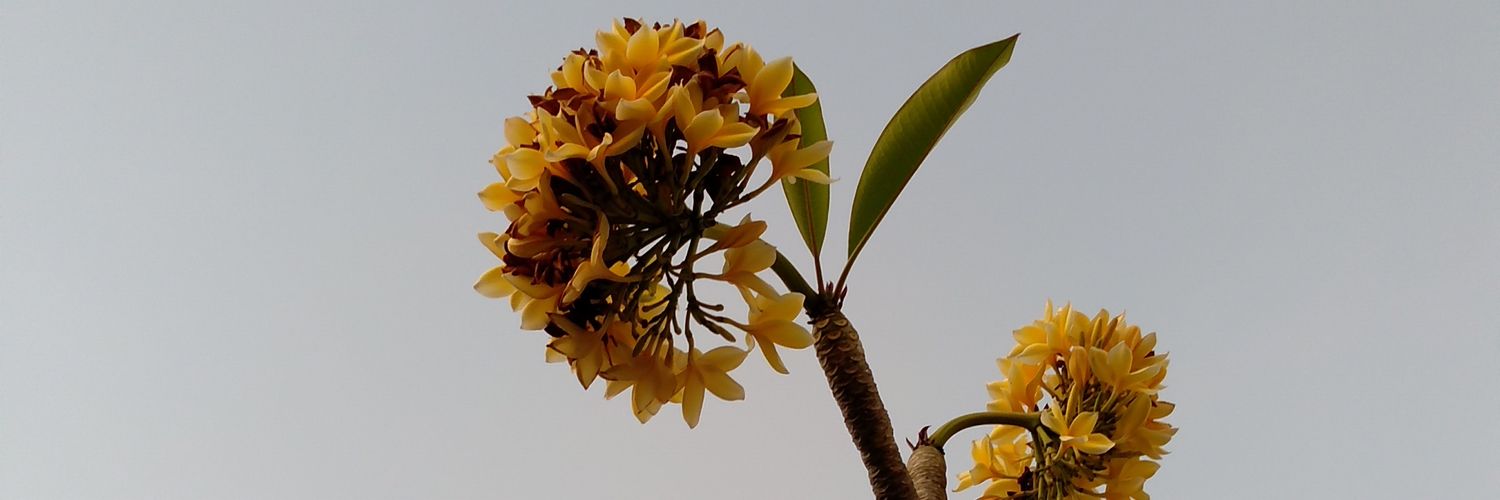 vdkml_'s profile banner image