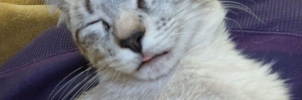 VKSchiila Profile Banner