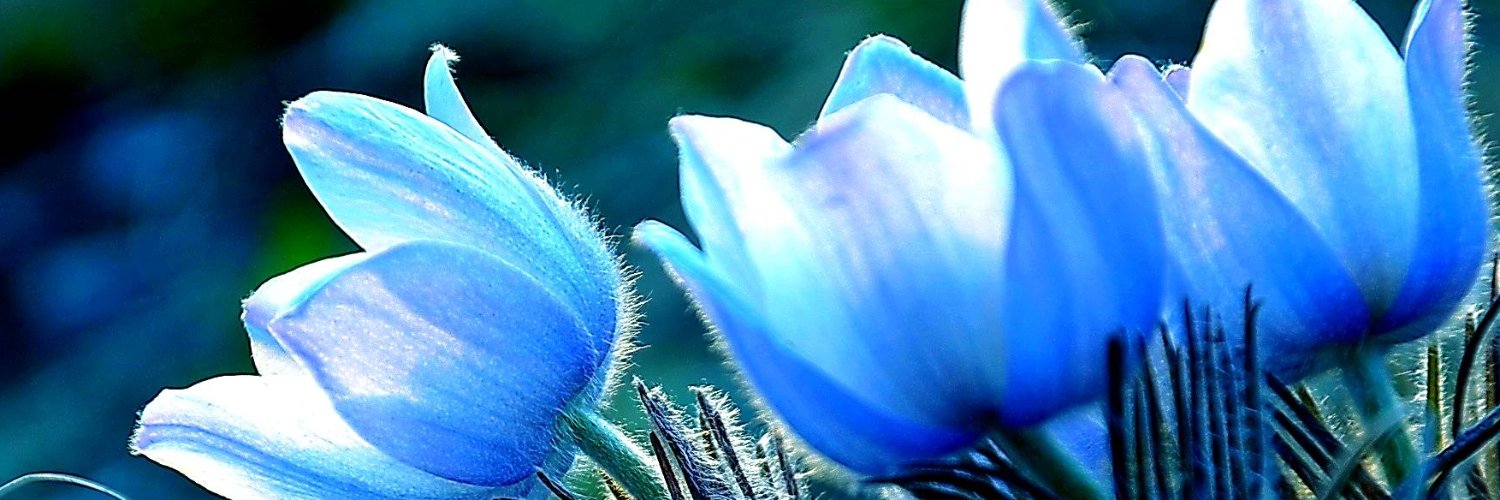 AngelsInTheMyst banner