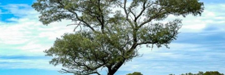elduende58's profile banner image