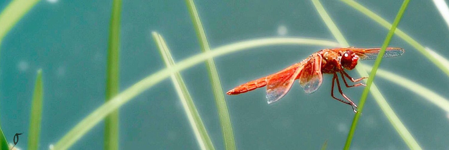 Giorgetta McRee-Sanders banner