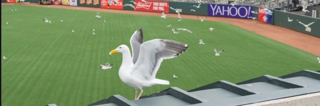 GrumpySFGfan's profile banner image