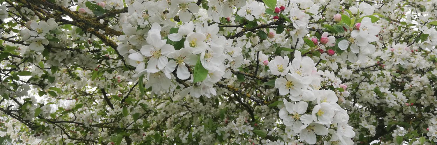 CarolineRawdon's profile banner image