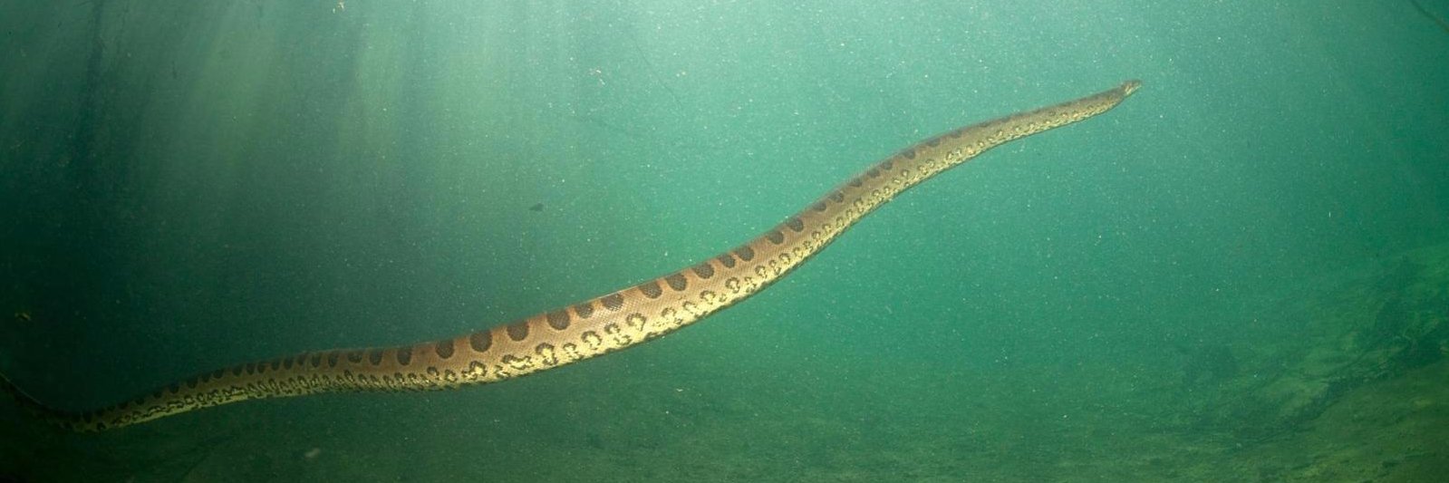 Patrick S. Forscher | @psforscher.bsky.social banner