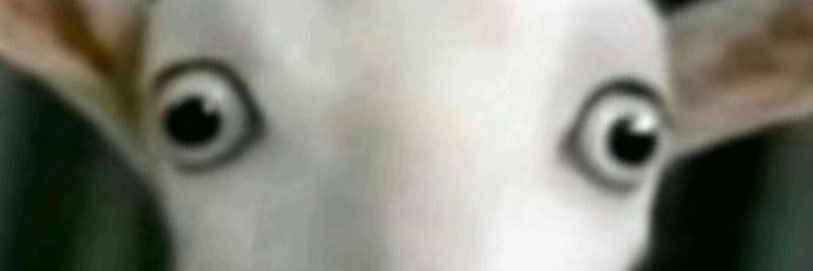 ZarnakVelmori's profile banner image