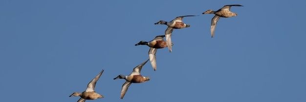 Duck Army banner