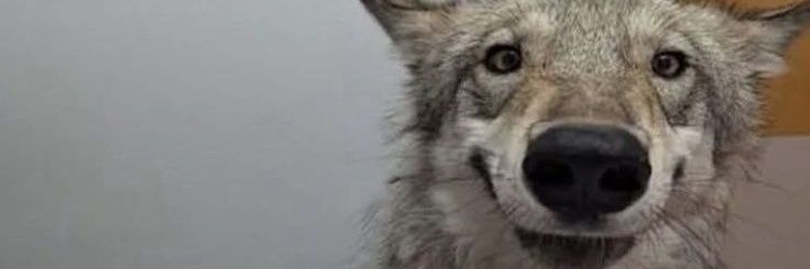 kambotchiá maduro banner