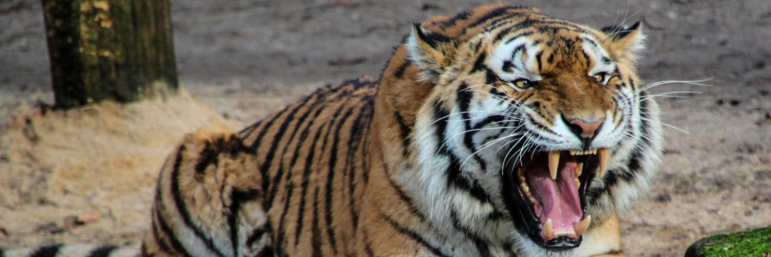 800lbs 🪙🥇 banner