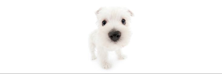 jes banner