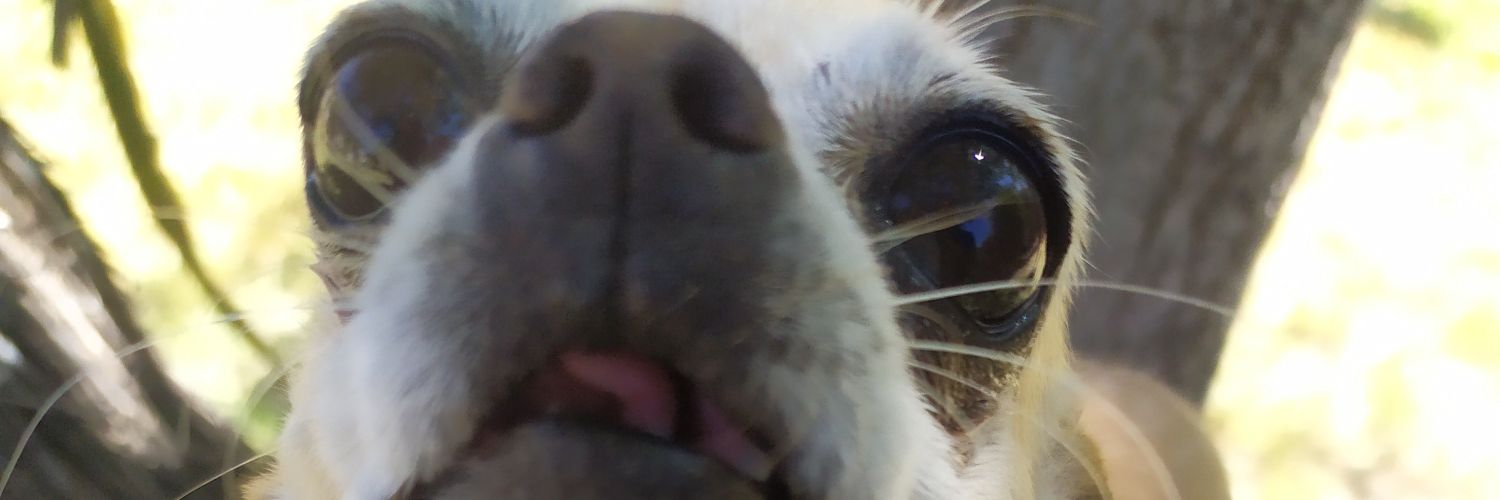 PichardoLesly's profile banner image