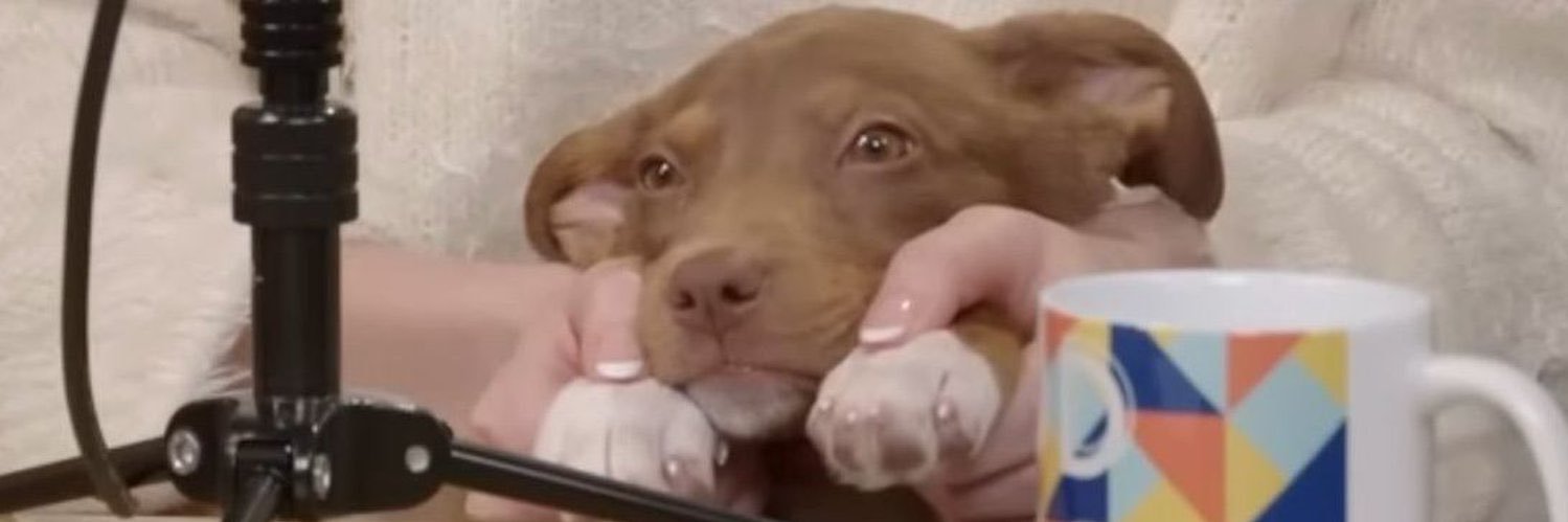 Child of Divorce ∞ banner